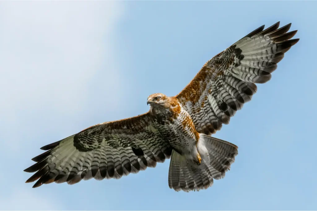 Roofvogel Karinthie